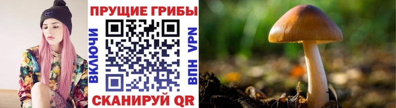 Псилоцибиновые грибы Psilocybine cubensis  где купить наркоту  даркнет наркотические препараты  Камышин  KRAKEN вход 