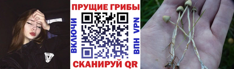 Псилоцибиновые грибы Magic Shrooms Камышин